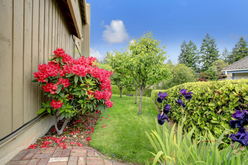 Beautiful backyard garden. Blooming azales